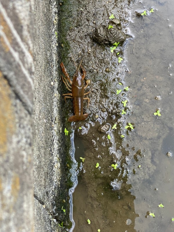 私の大好物🦐🍻サムネイル